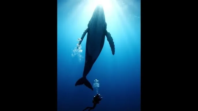 抖阴 在线播放 - 深蓝星球：探索海洋深处的未知世界